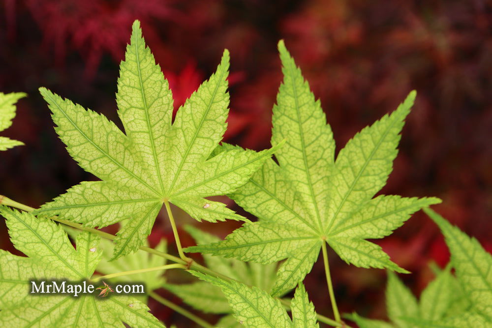 Buy Acer palmatum 'Alpine Silver Thread' Japanese Maple — Mr Maple ...