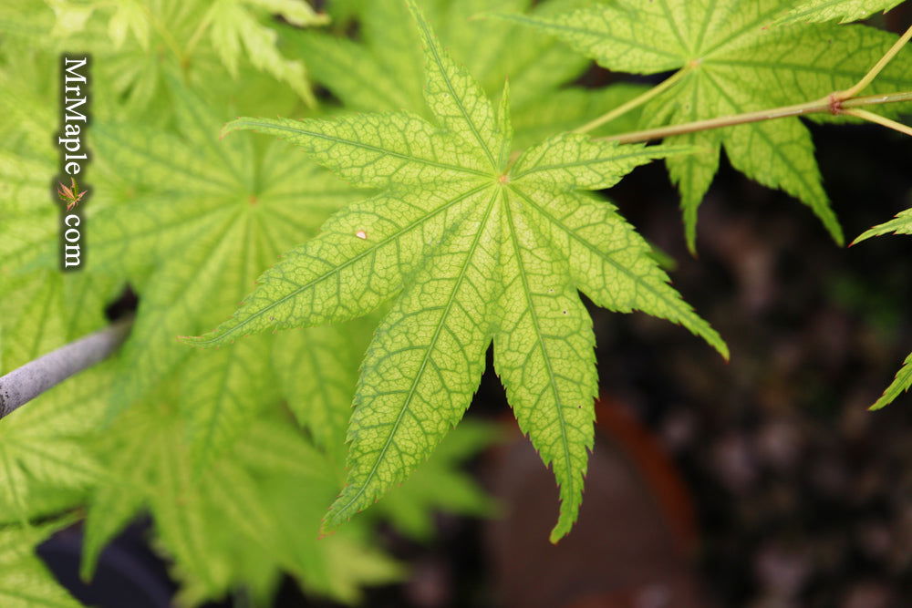 Buy Acer palmatum 'Alpine Silver Thread' Japanese Maple — Mr Maple ...