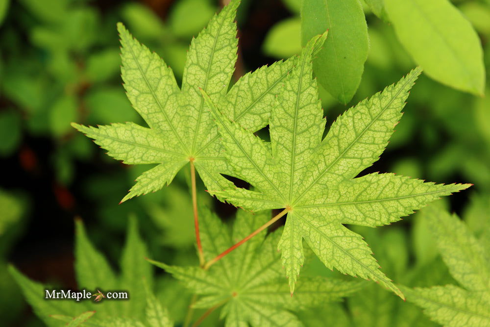Buy Acer palmatum 'Alpine Silver Thread' Japanese Maple — Mr Maple ...