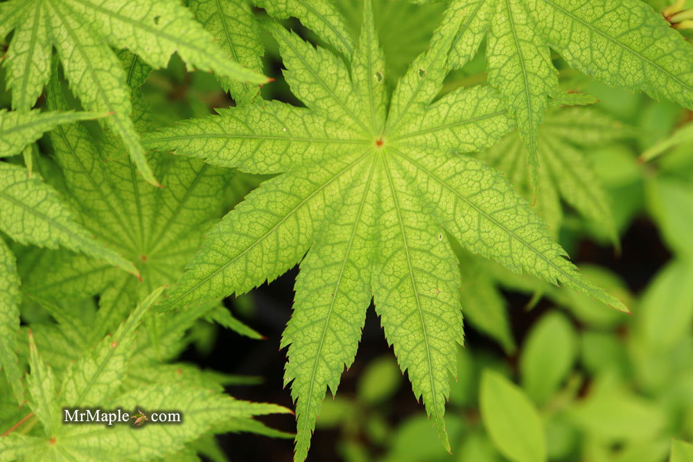 Buy Acer palmatum 'Alpine Silver Thread' Japanese Maple — Mr Maple ...