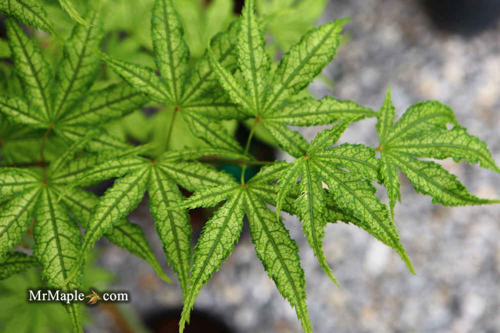 Buy Acer palmatum 'Alpine Silver Thread' Japanese Maple — Mr Maple ...