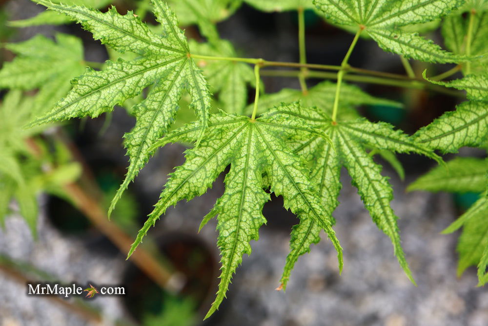 Buy Acer palmatum 'Alpine Silver Thread' Japanese Maple — Mr Maple ...