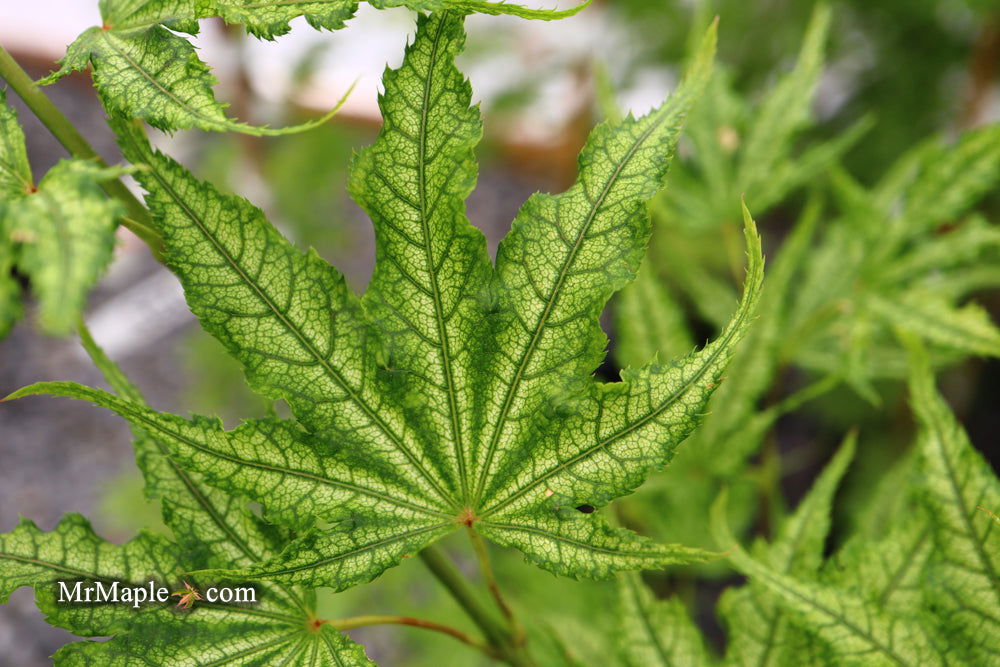Buy Acer palmatum 'Alpine Silver Thread' Japanese Maple — Mr Maple ...
