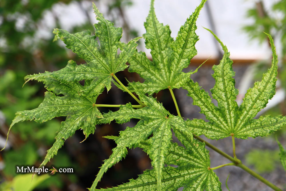 Buy Acer palmatum 'Alpine Silver Thread' Japanese Maple — Mr Maple ...