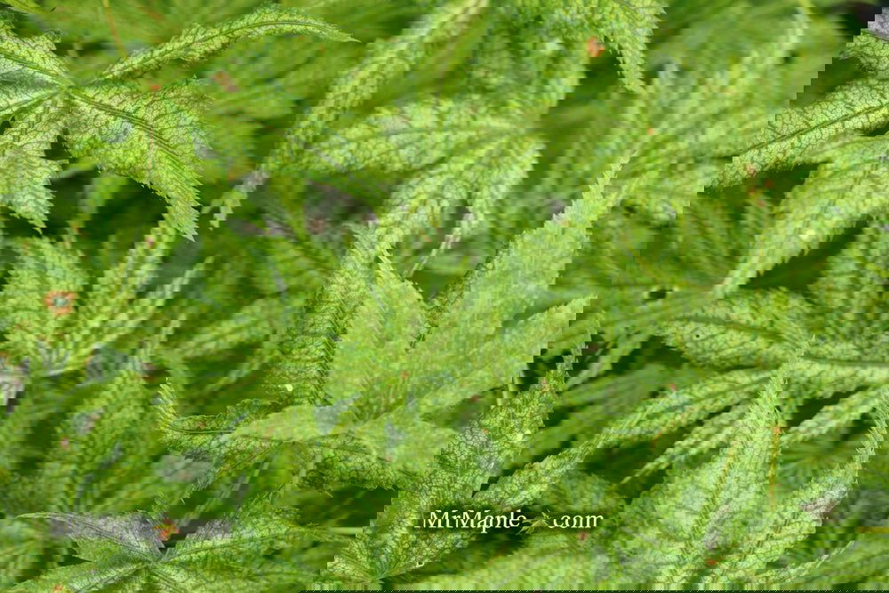 Buy Acer palmatum 'Alpine Silver Thread' Japanese Maple — Mr Maple