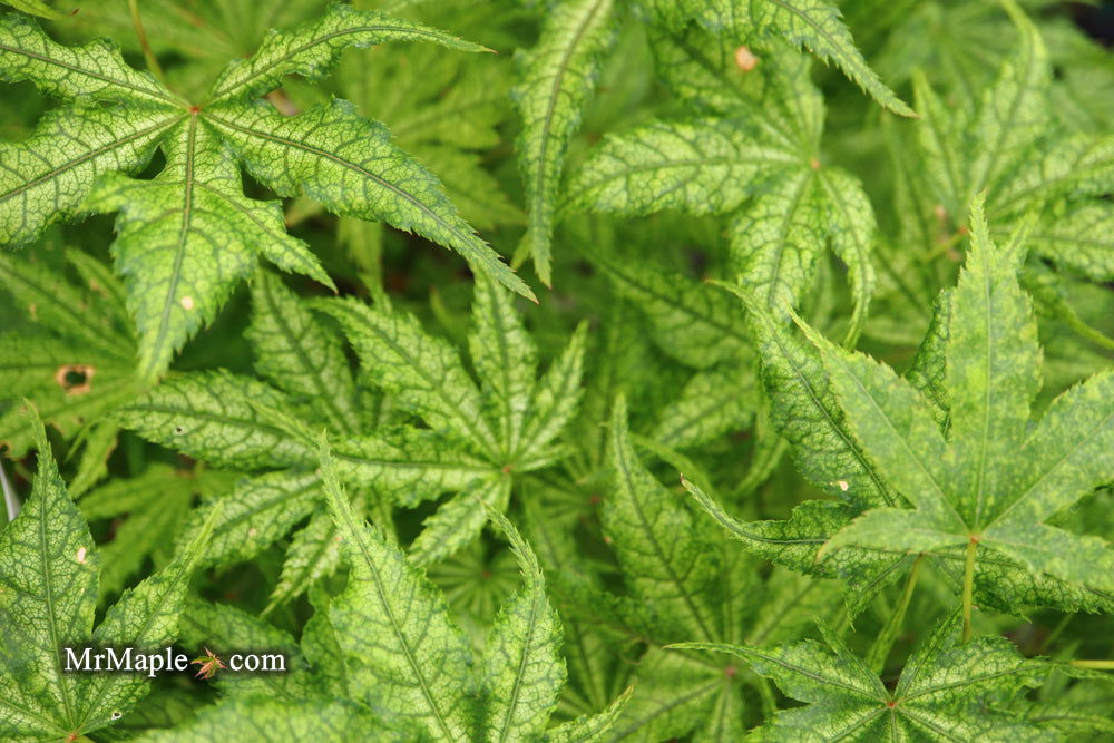 Buy Acer palmatum 'Alpine Silver Thread' Japanese Maple — Mr Maple ...