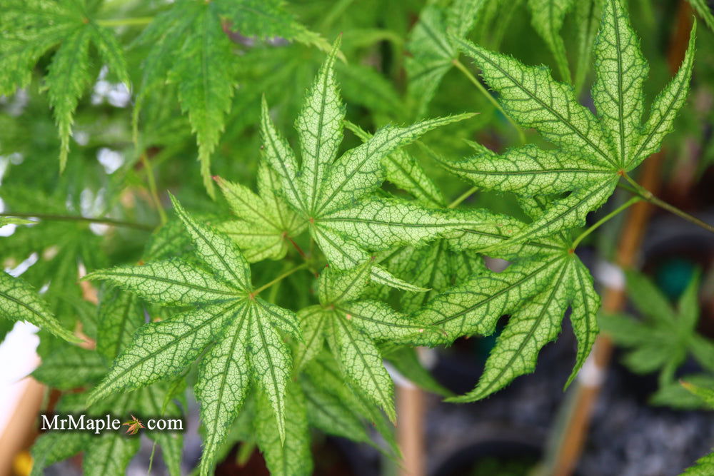 Buy Acer palmatum 'Alpine Silver Thread' Japanese Maple — Mr Maple ...
