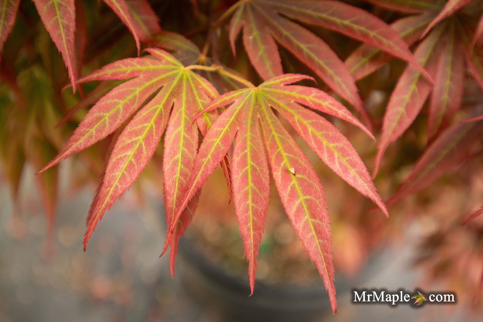 Buy Acer palmatum 'Alpine Sunrise' Dwarf Red Japanese Maple — Mr