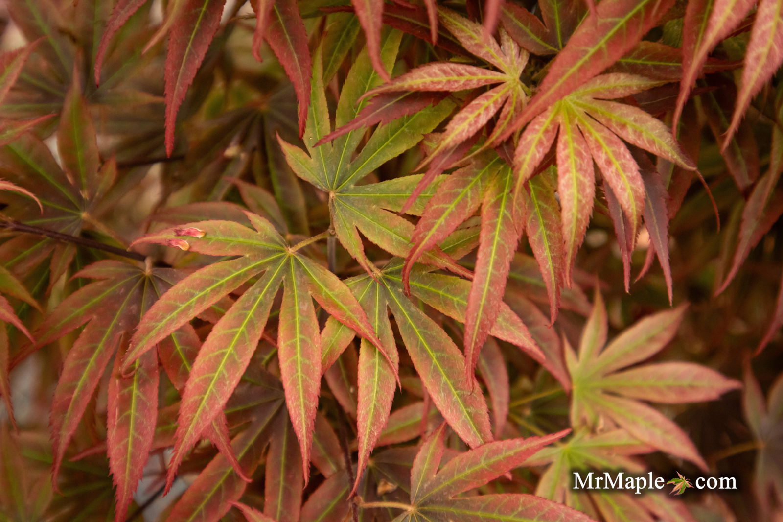 Buy Acer palmatum 'Alpine Sunrise' Dwarf Red Japanese Maple — Mr