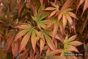 - Acer palmatum 'Alpine Sunrise' Dwarf Red Japanese Maple - Mr Maple │ Buy Japanese Maple Trees