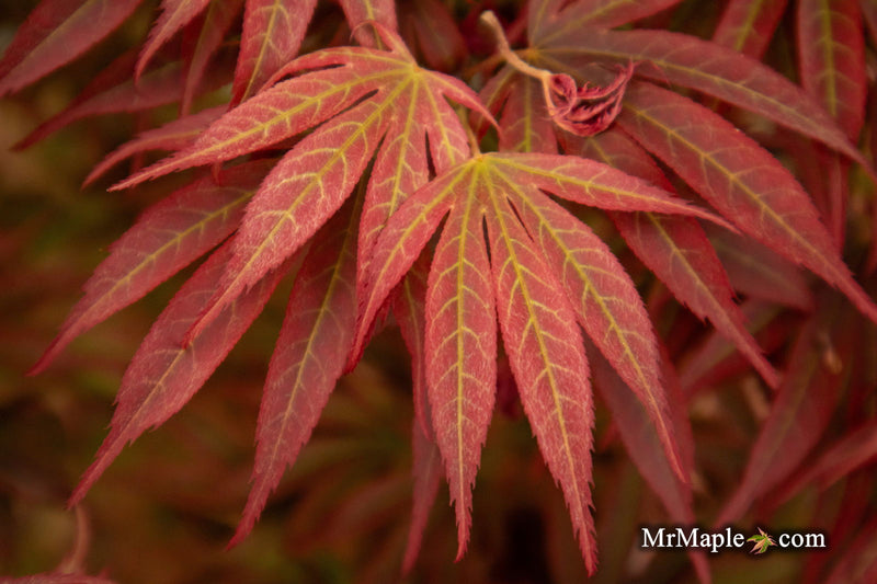 - Acer palmatum 'Alpine Sunrise' Dwarf Red Japanese Maple - Mr Maple │ Buy Japanese Maple Trees