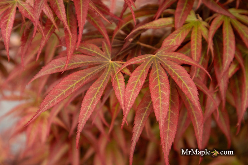 - Acer palmatum 'Alpine Sunrise' Dwarf Red Japanese Maple - Mr Maple │ Buy Japanese Maple Trees
