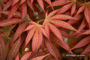 - Acer palmatum 'Alpine Sunrise' Dwarf Red Japanese Maple - Mr Maple │ Buy Japanese Maple Trees