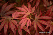 - Acer palmatum 'Alpine Sunrise' Dwarf Red Japanese Maple - Mr Maple │ Buy Japanese Maple Trees
