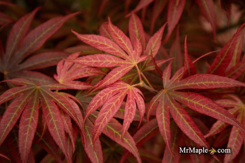 - Acer palmatum 'Alpine Sunrise' Dwarf Red Japanese Maple - Mr Maple │ Buy Japanese Maple Trees
