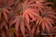 - Acer palmatum 'Alpine Sunrise' Dwarf Red Japanese Maple - Mr Maple │ Buy Japanese Maple Trees