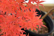 - Acer palmatum 'Alpine Sunrise' Dwarf Red Japanese Maple - Mr Maple │ Buy Japanese Maple Trees