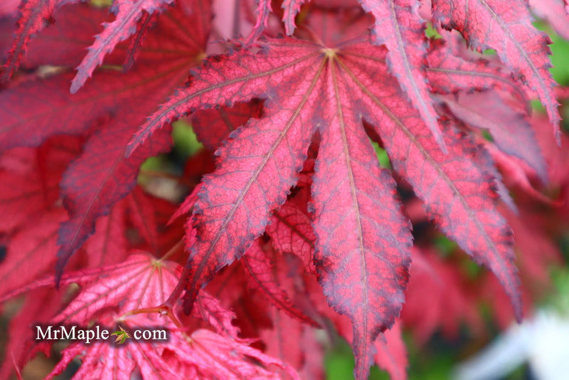 - Acer palmatum 'Amagi shigure' Japanese Maple - Mr Maple │ Buy Japanese Maple Trees