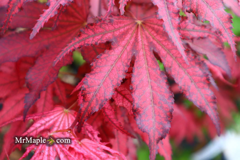 '- Acer palmatum 'Amagi shigure' Japanese Maple - Mr Maple │ Buy Japanese Maple Trees