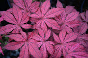- Acer palmatum 'Amagi shigure' Japanese Maple - Mr Maple │ Buy Japanese Maple Trees