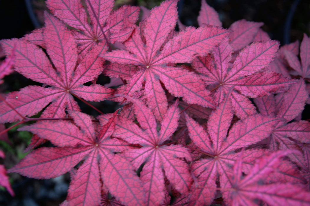 '- Acer palmatum 'Amagi shigure' Japanese Maple - Mr Maple │ Buy Japanese Maple Trees