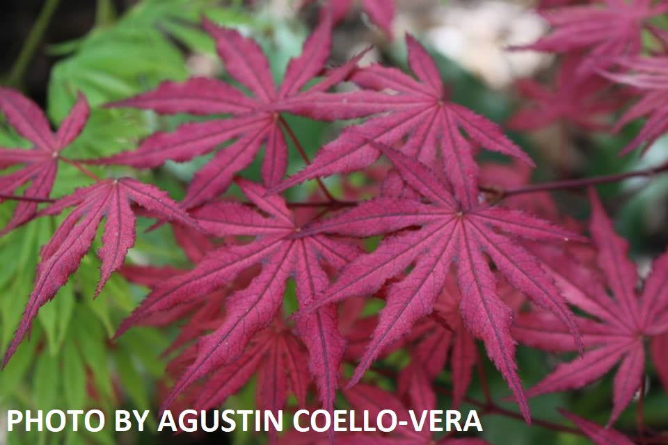 '- Acer palmatum 'Amagi shigure' Japanese Maple - Mr Maple │ Buy Japanese Maple Trees