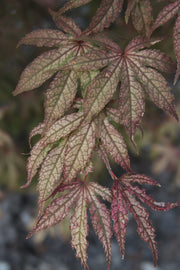 - Acer palmatum 'Amagi shigure' Japanese Maple - Mr Maple │ Buy Japanese Maple Trees