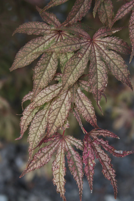 '- Acer palmatum 'Amagi shigure' Japanese Maple - Mr Maple │ Buy Japanese Maple Trees