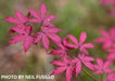 '- Acer palmatum 'Amagi shigure' Japanese Maple - Mr Maple │ Buy Japanese Maple Trees