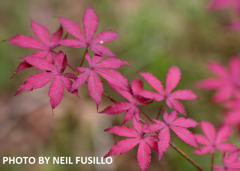 '- Acer palmatum 'Amagi shigure' Japanese Maple - Mr Maple │ Buy Japanese Maple Trees