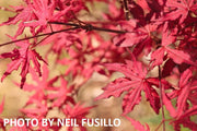 - Acer palmatum 'Amagi shigure' Japanese Maple - Mr Maple │ Buy Japanese Maple Trees