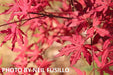 '- Acer palmatum 'Amagi shigure' Japanese Maple - Mr Maple │ Buy Japanese Maple Trees