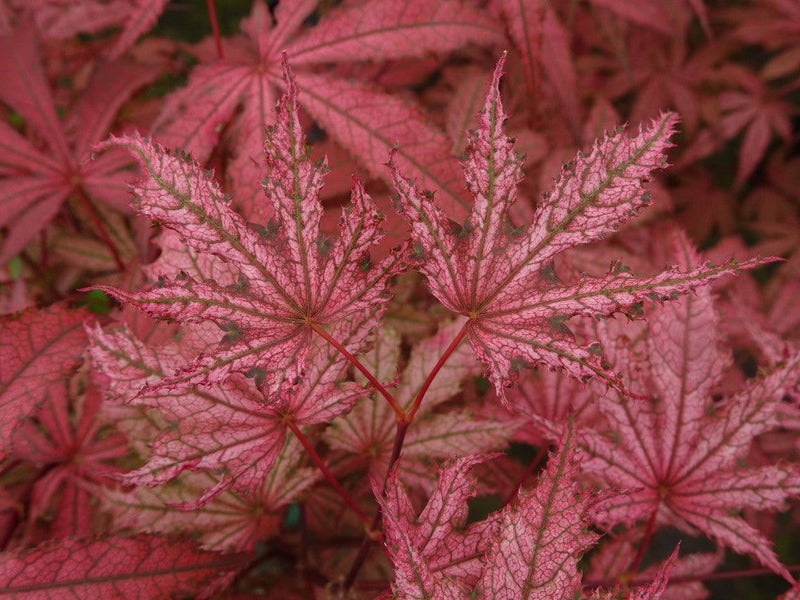- Acer palmatum 'Amagi shigure' Japanese Maple - Mr Maple │ Buy Japanese Maple Trees