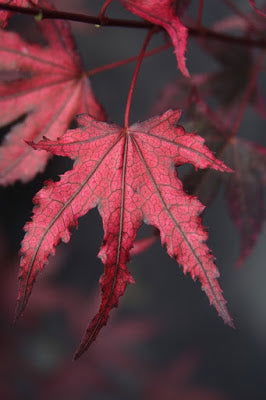 '- Acer palmatum 'Amagi shigure' Japanese Maple - Mr Maple │ Buy Japanese Maple Trees