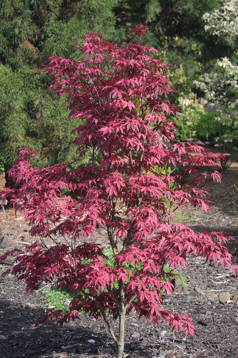 '- Acer palmatum 'Amagi shigure' Japanese Maple - Mr Maple │ Buy Japanese Maple Trees