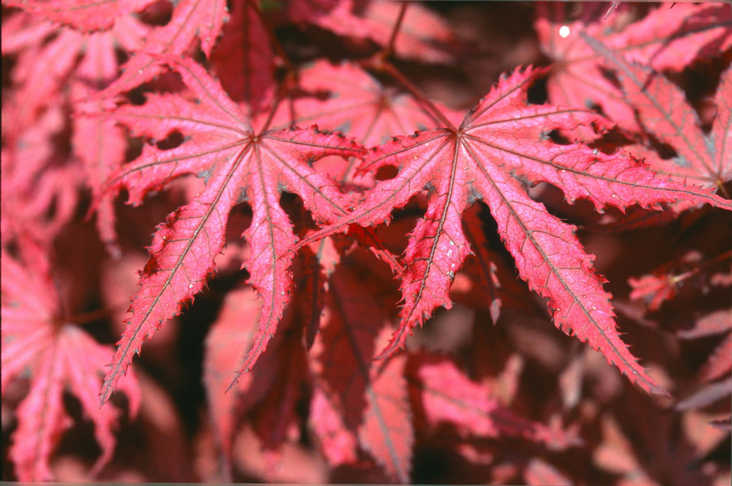 '- Acer palmatum 'Amagi shigure' Japanese Maple - Mr Maple │ Buy Japanese Maple Trees