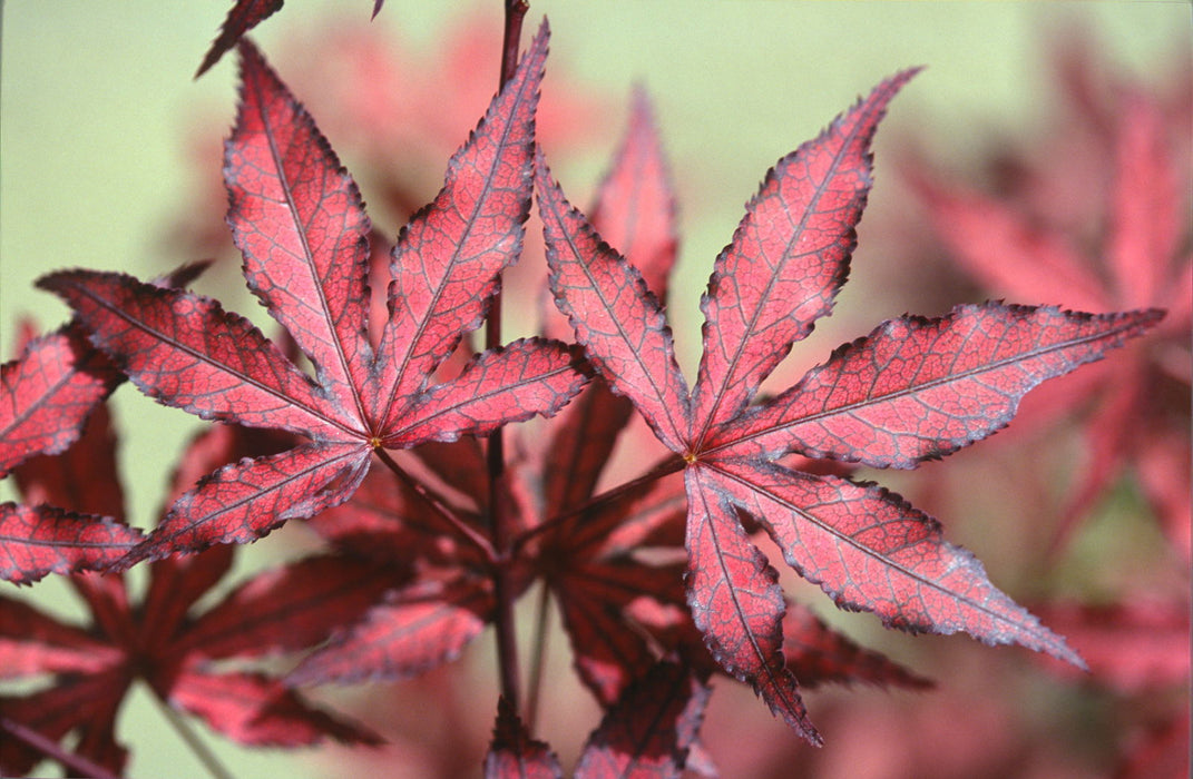 '- Acer palmatum 'Amagi shigure' Japanese Maple - Mr Maple │ Buy Japanese Maple Trees