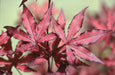 '- Acer palmatum 'Amagi shigure' Japanese Maple - Mr Maple │ Buy Japanese Maple Trees