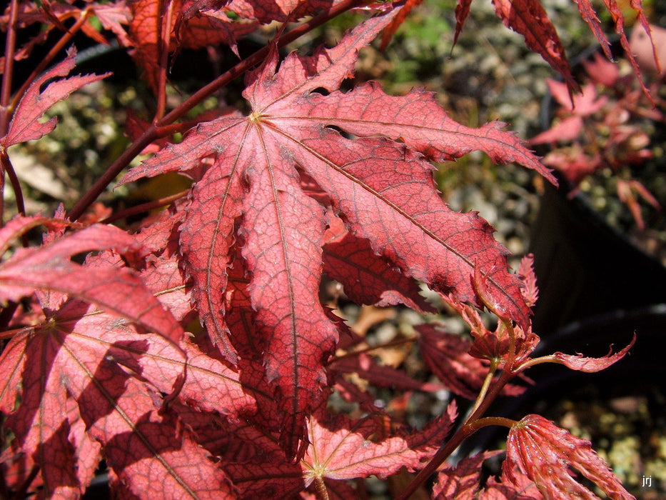 '- Acer palmatum 'Amagi shigure' Japanese Maple - Mr Maple │ Buy Japanese Maple Trees