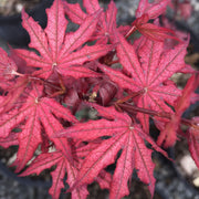 - Acer palmatum 'Amagi shigure' Japanese Maple - Mr Maple │ Buy Japanese Maple Trees