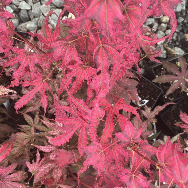 - Acer palmatum 'Amagi shigure' Japanese Maple - Mr Maple │ Buy Japanese Maple Trees