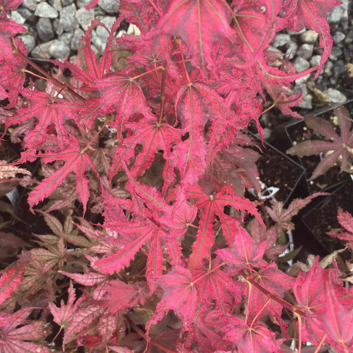 '- Acer palmatum 'Amagi shigure' Japanese Maple - Mr Maple │ Buy Japanese Maple Trees