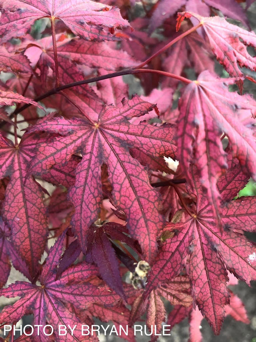 '- Acer palmatum 'Amagi shigure' Japanese Maple - Mr Maple │ Buy Japanese Maple Trees