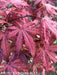 '- Acer palmatum 'Amagi shigure' Japanese Maple - Mr Maple │ Buy Japanese Maple Trees