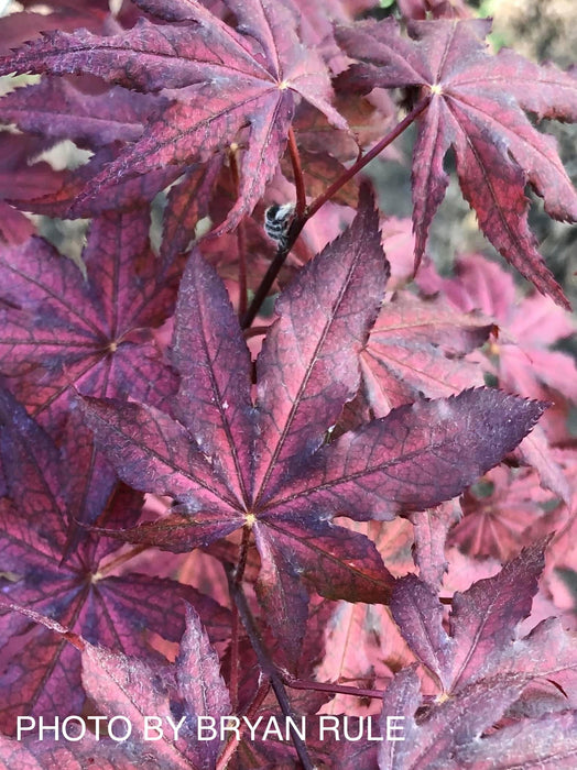 '- Acer palmatum 'Amagi shigure' Japanese Maple - Mr Maple │ Buy Japanese Maple Trees