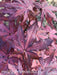 '- Acer palmatum 'Amagi shigure' Japanese Maple - Mr Maple │ Buy Japanese Maple Trees