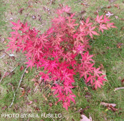 - Acer palmatum 'Amagi shigure' Japanese Maple - Mr Maple │ Buy Japanese Maple Trees