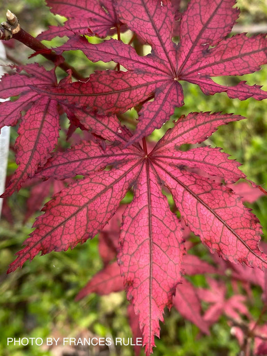 '- Acer palmatum 'Amagi shigure' Japanese Maple - Mr Maple │ Buy Japanese Maple Trees