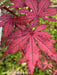 '- Acer palmatum 'Amagi shigure' Japanese Maple - Mr Maple │ Buy Japanese Maple Trees