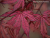 '- Acer palmatum 'Amagi shigure' Japanese Maple - Mr Maple │ Buy Japanese Maple Trees